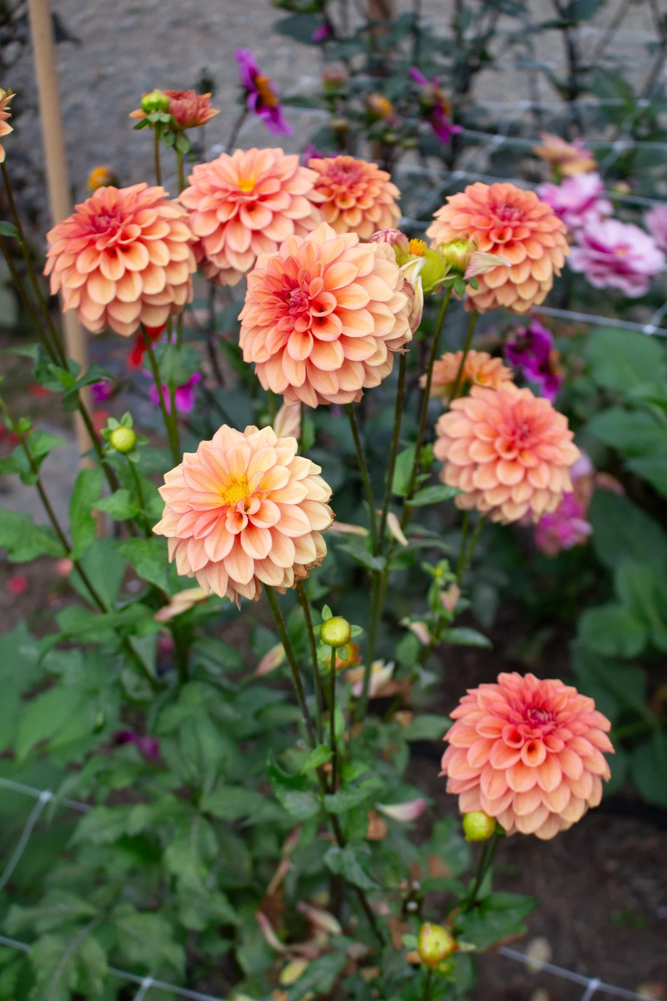 Dahlia : Ice Tea — ciderpress lane